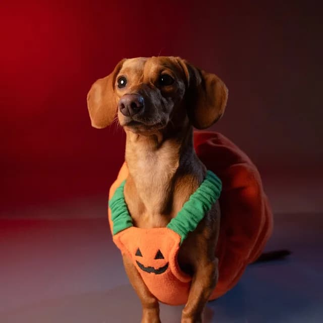 A dachshund wearing a pumpkin costume